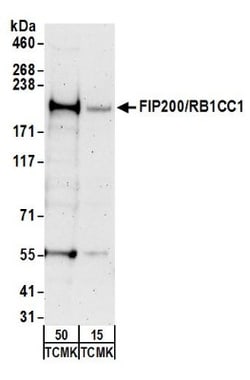 RB1CC1 Antibody, Novus Biologicals 0.1mL; Unlabeled:Antibodies, Polyclonal